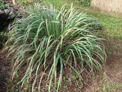 Cymbopogon citratus Lemon Grass, Citronella grass Cymbopogon citratus Lemon Grass, Citronella grass